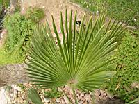 Trachycarpus Wagnerianus (fam Arecacees) (01) (Photo F. Mrugala)